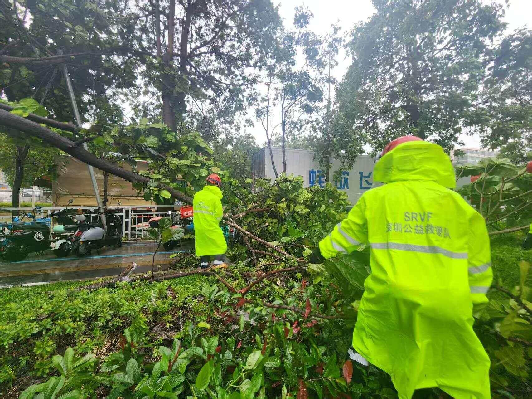 “桦加沙”卷倒行道树，深圳多部门昼夜清障开路
