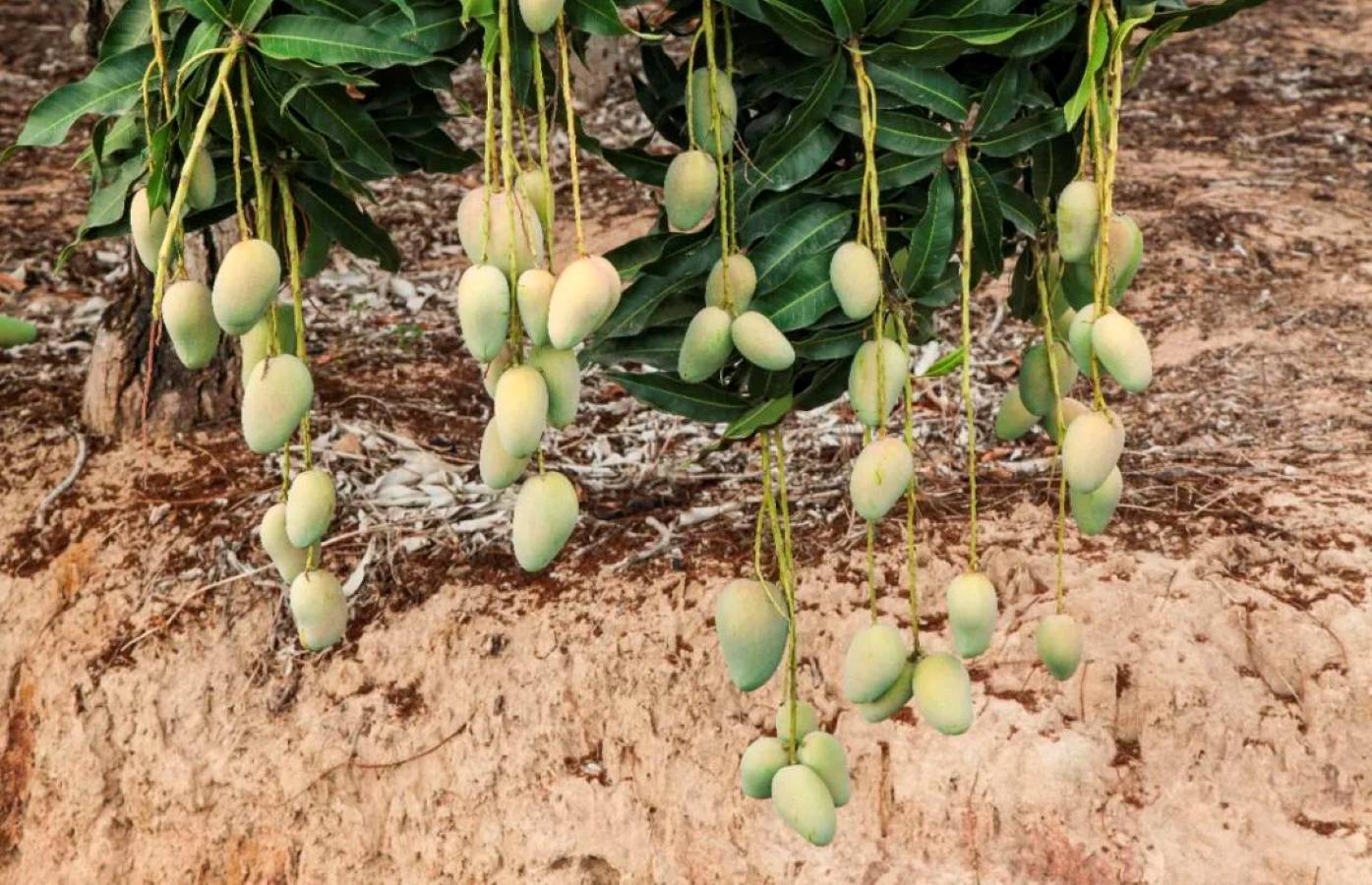 父子两代人苦苦追寻的两亩芒果地去哪了？｜今晚九点半