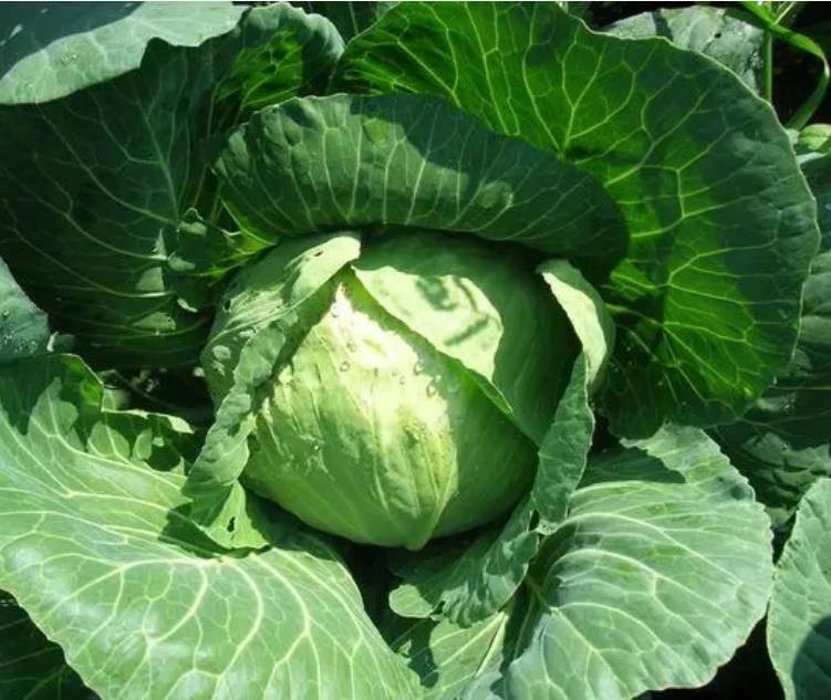 小满节气后要多吃这个菜,它和腊肠一起炒好吃极了,你也试试吧!