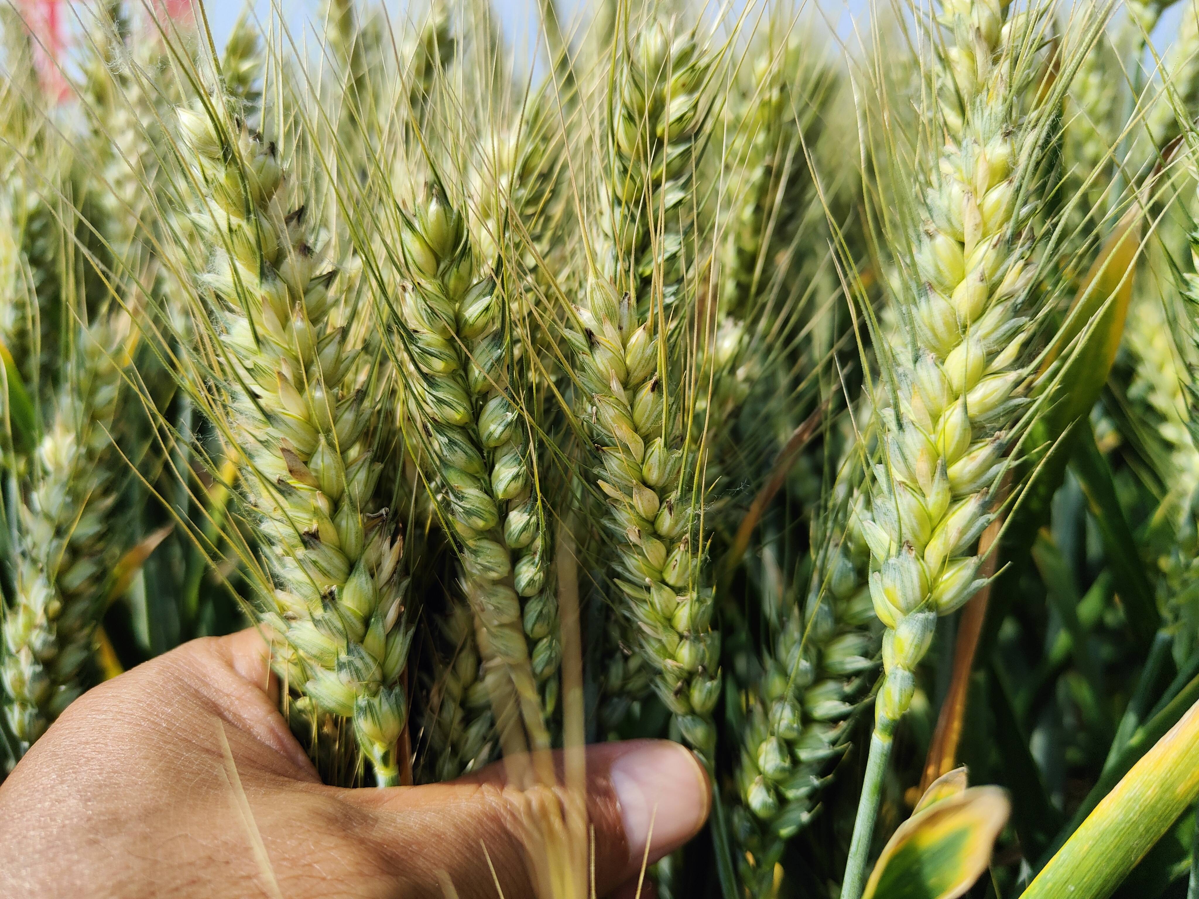 河北雄安新区九级工伤可以赔偿多少钱？